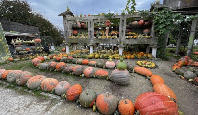 Feira da calabaza Tui